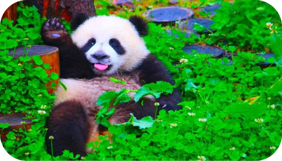 东莞卧龙大熊猫保护营（5天4晚）